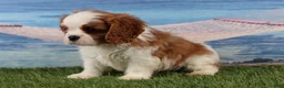 Cavalier King Charles Spaniel dogs for sale: Simon - Ad 3