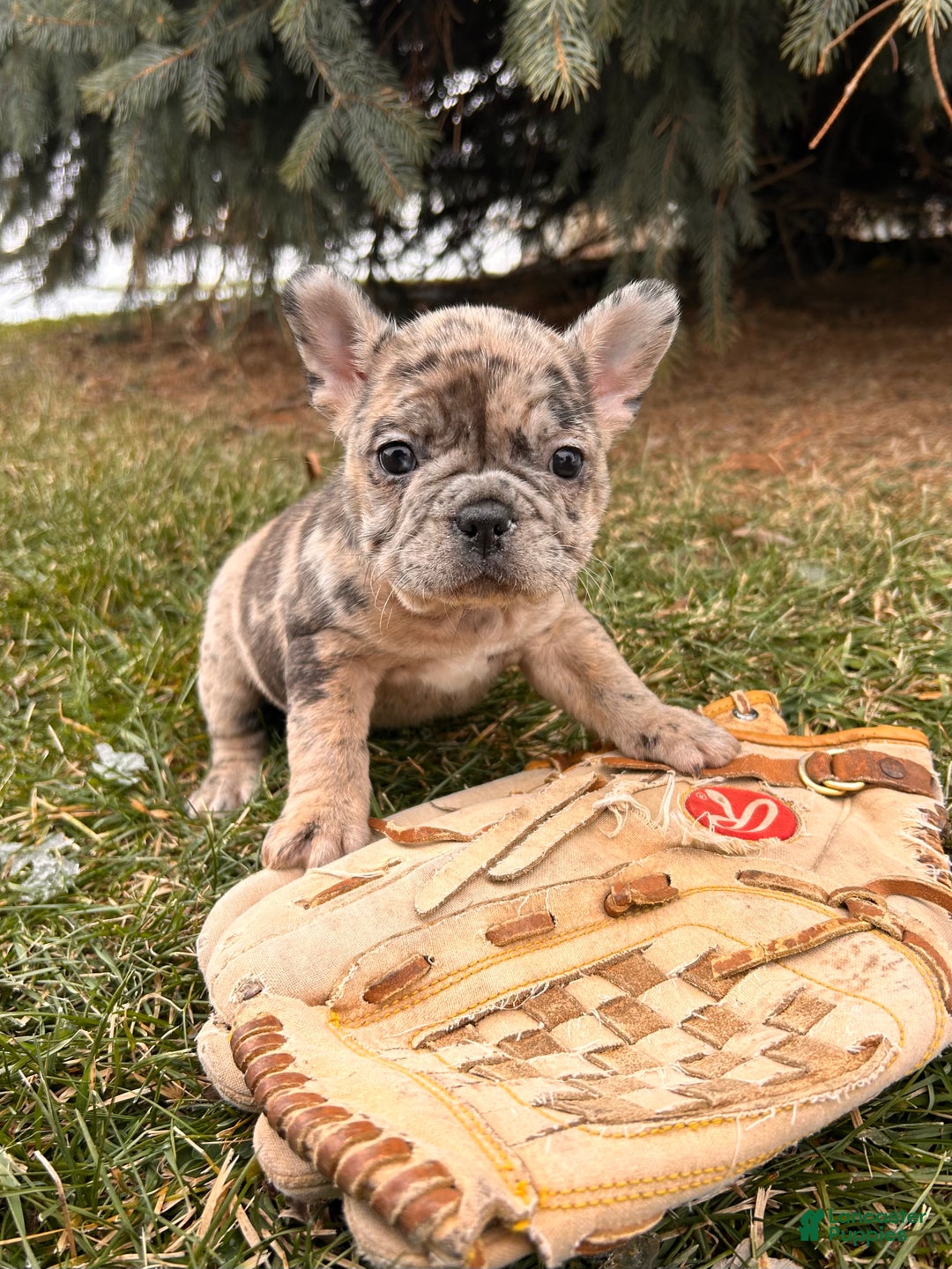 French Bulldog dogs for sale: Khloe - Ad 3