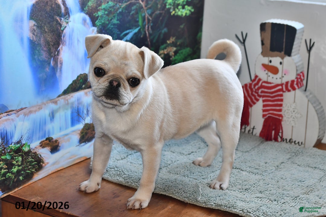 Pug dogs for sale: Rosie - Ad 2