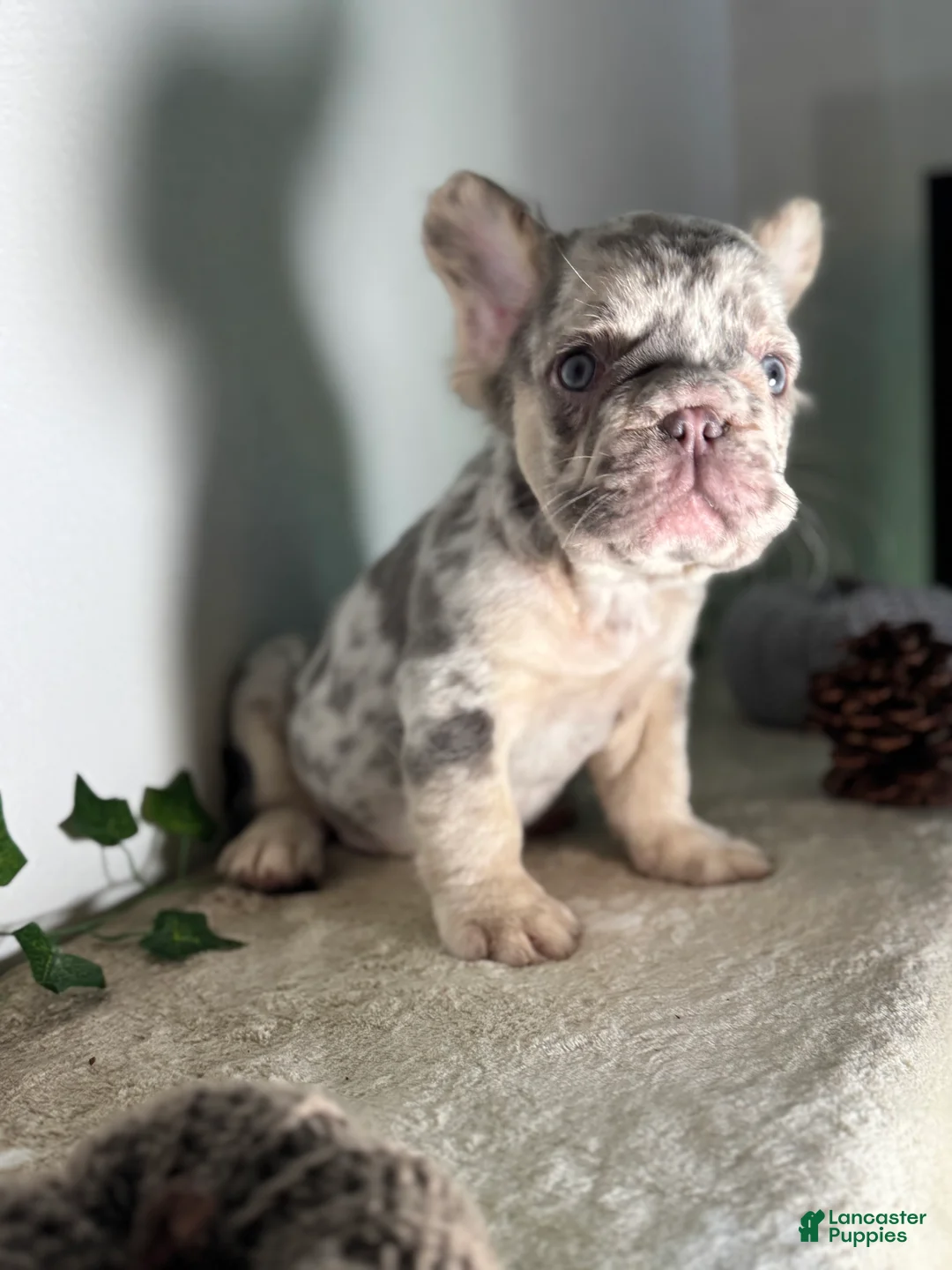 French Bulldog dogs for sale: Big Rope Lilac tan Merle Fluffy Male  - Ad 13