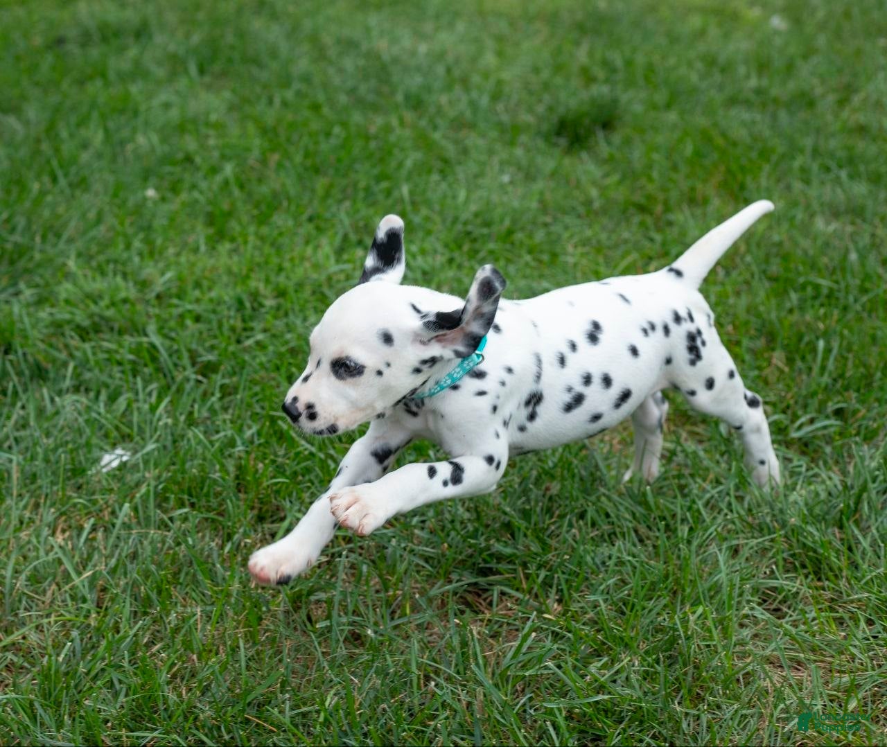 Dalmatian dogs Otto - Ad 33