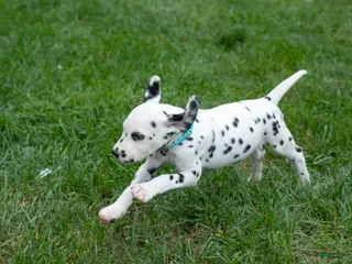 Dalmatian dogs Otto - Ad 33