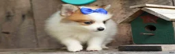 Pomeranian dogs for sale: Evan🐶  - Ad 14