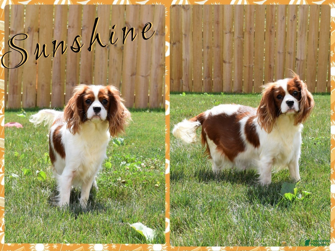 Cavalier King Charles Spaniel dogs for sale: Fanya - Ad 5