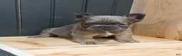 French Bulldog dogs for sale: Blueberry - Ad 11