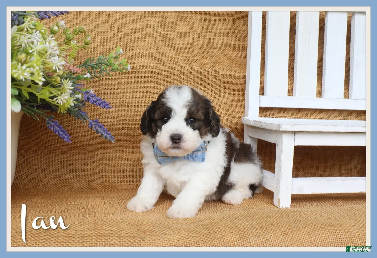 Cavapoo dogs Ian - Ad 1