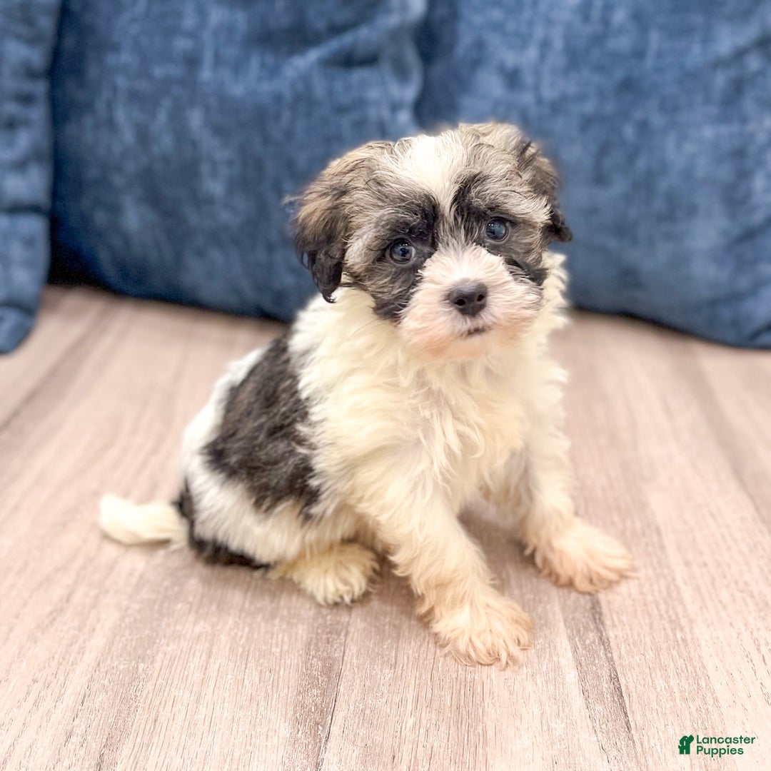 Havanese Puppies for sale under $500 Lancaster Puppies