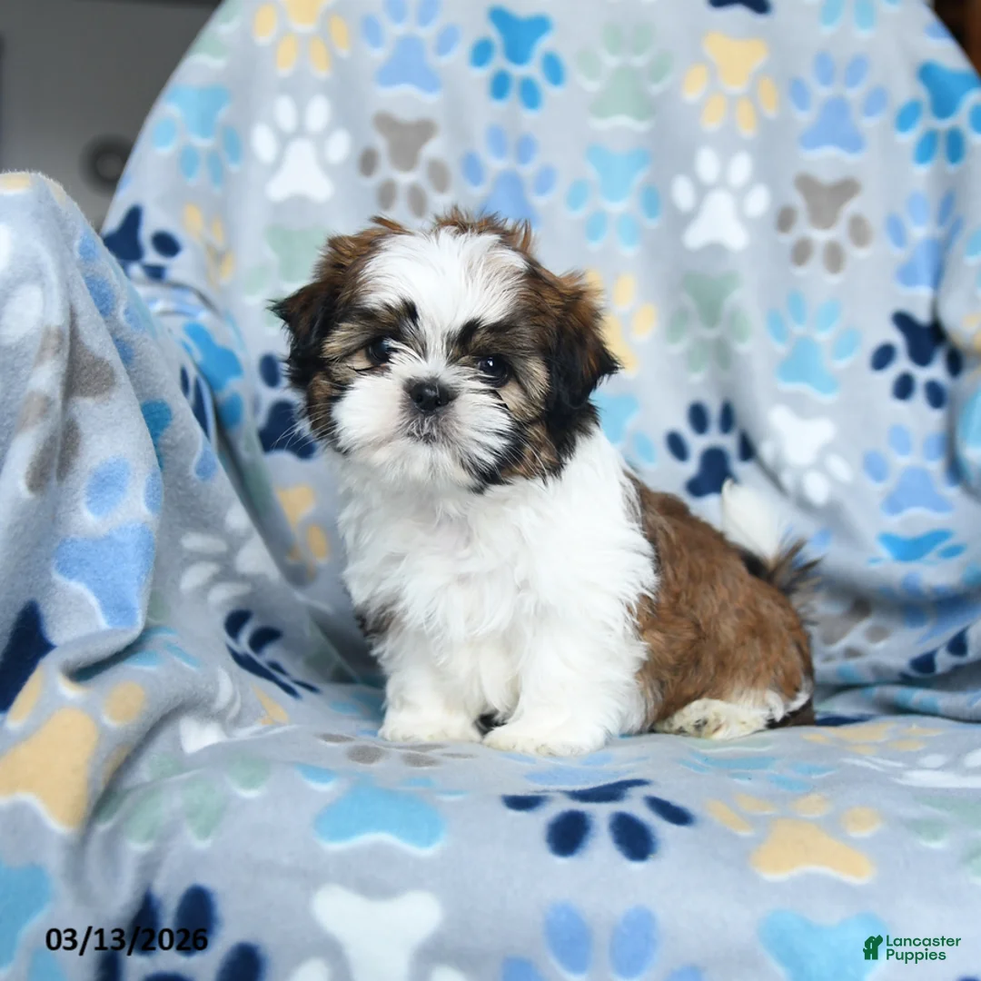 Gallery Image {{count}}