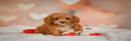 Cavapoo dogs for sale: Charles - Ad 11