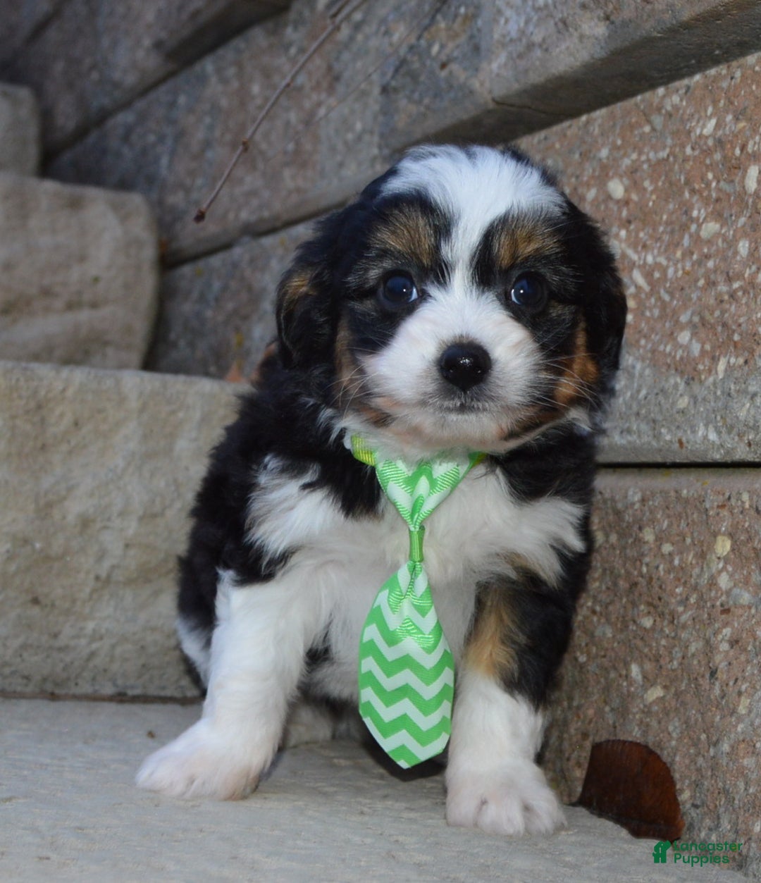 Mini Aussiedoodle dogs for sale: Mini Arlo - Ad 5