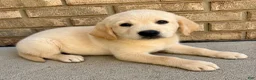 Labrador Retriever dogs for sale: Labrador Retriever puppy - Ad 2