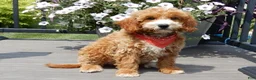 Mini Goldendoodle dogs for sale: Leo - Ad 6