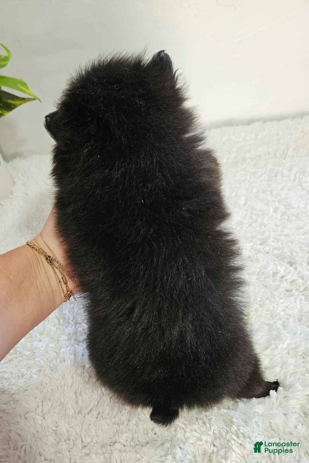 Pomeranian dogs for sale: Sadie - Ad 3