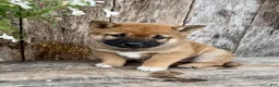 Shiba Inu dogs for sale: Whiskey - Ad 4