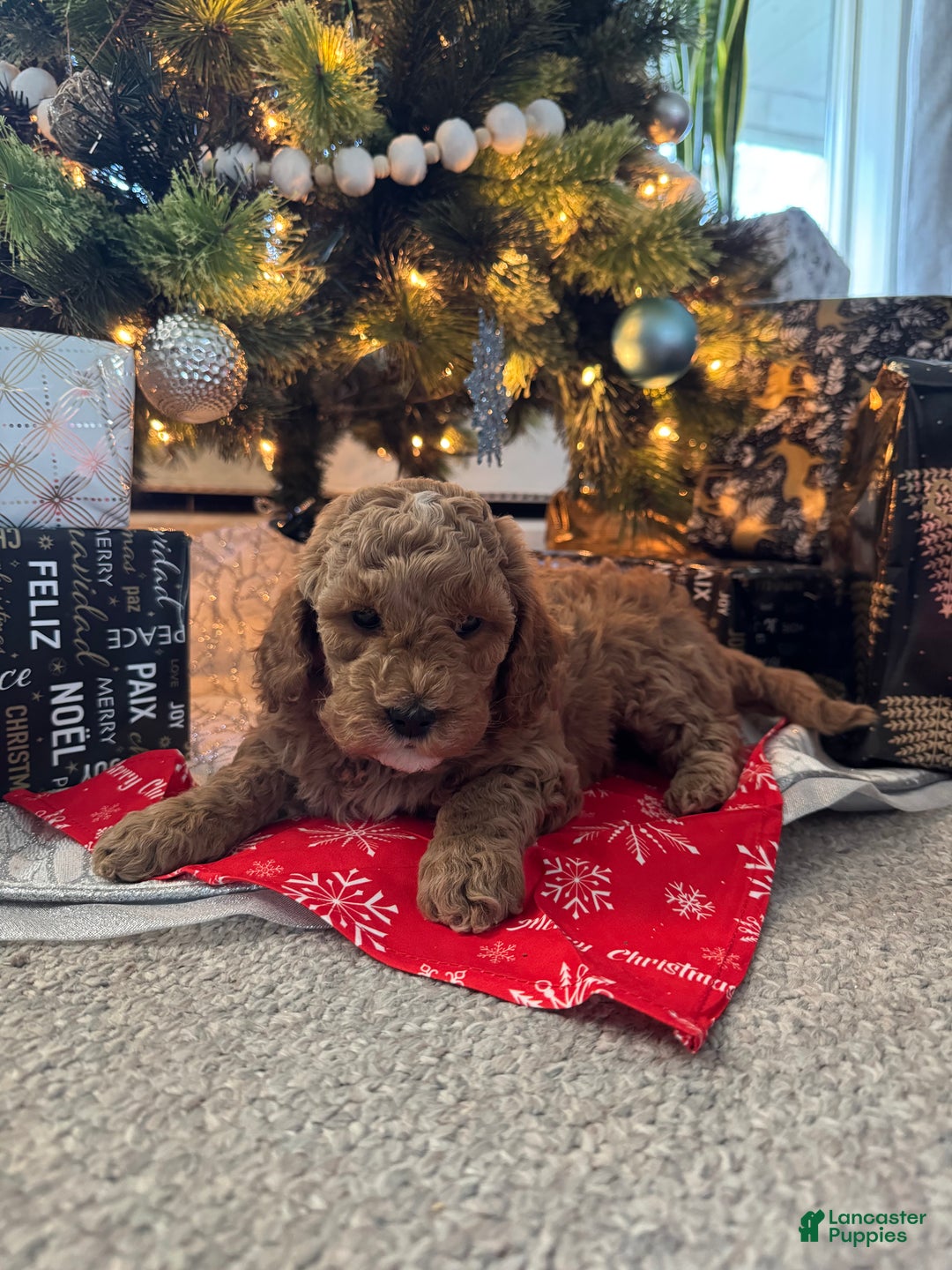 Mini Goldendoodle dogs for sale: Mini Goldendoodle Puppy 3 - Ad 1