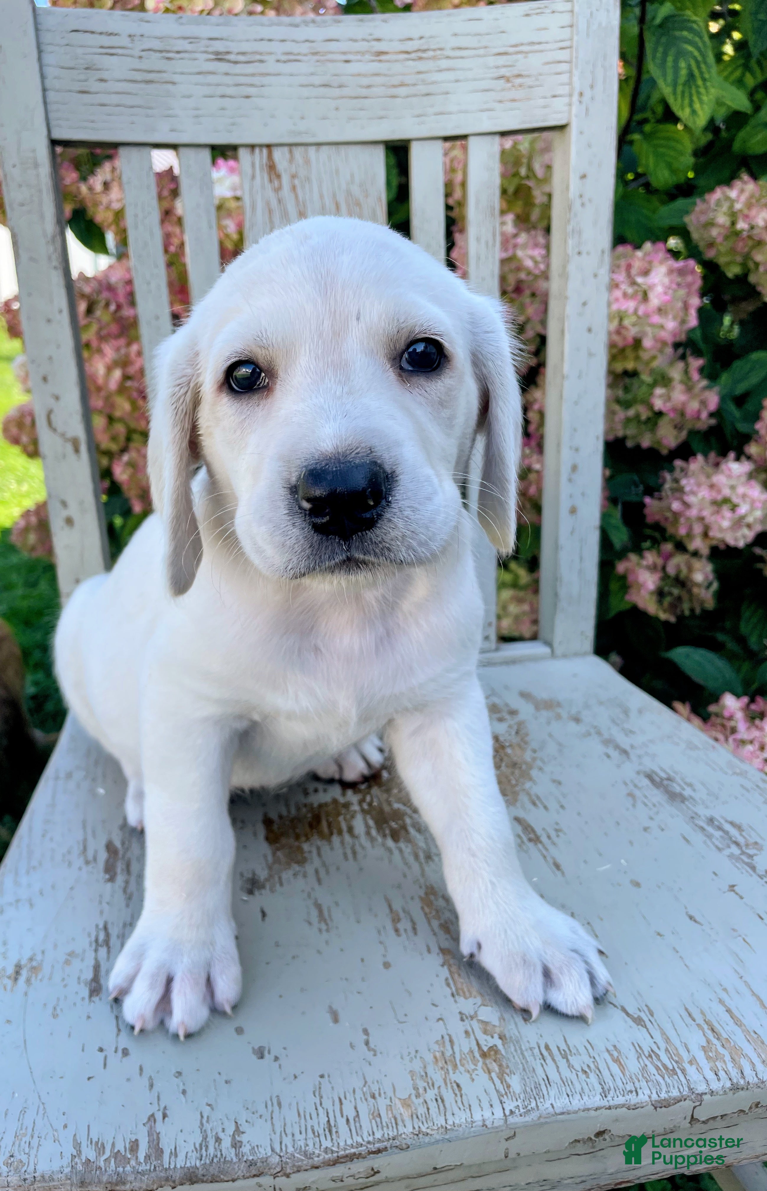 Labradoodle dogs Snowy - Ad 39