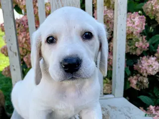 Labradoodle dogs Snowy - Ad 39