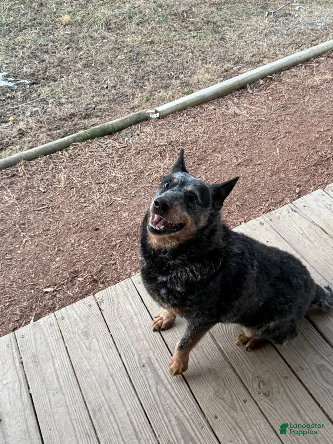 Australian Cattle Dog dogs for sale: Tommy - Ad 3