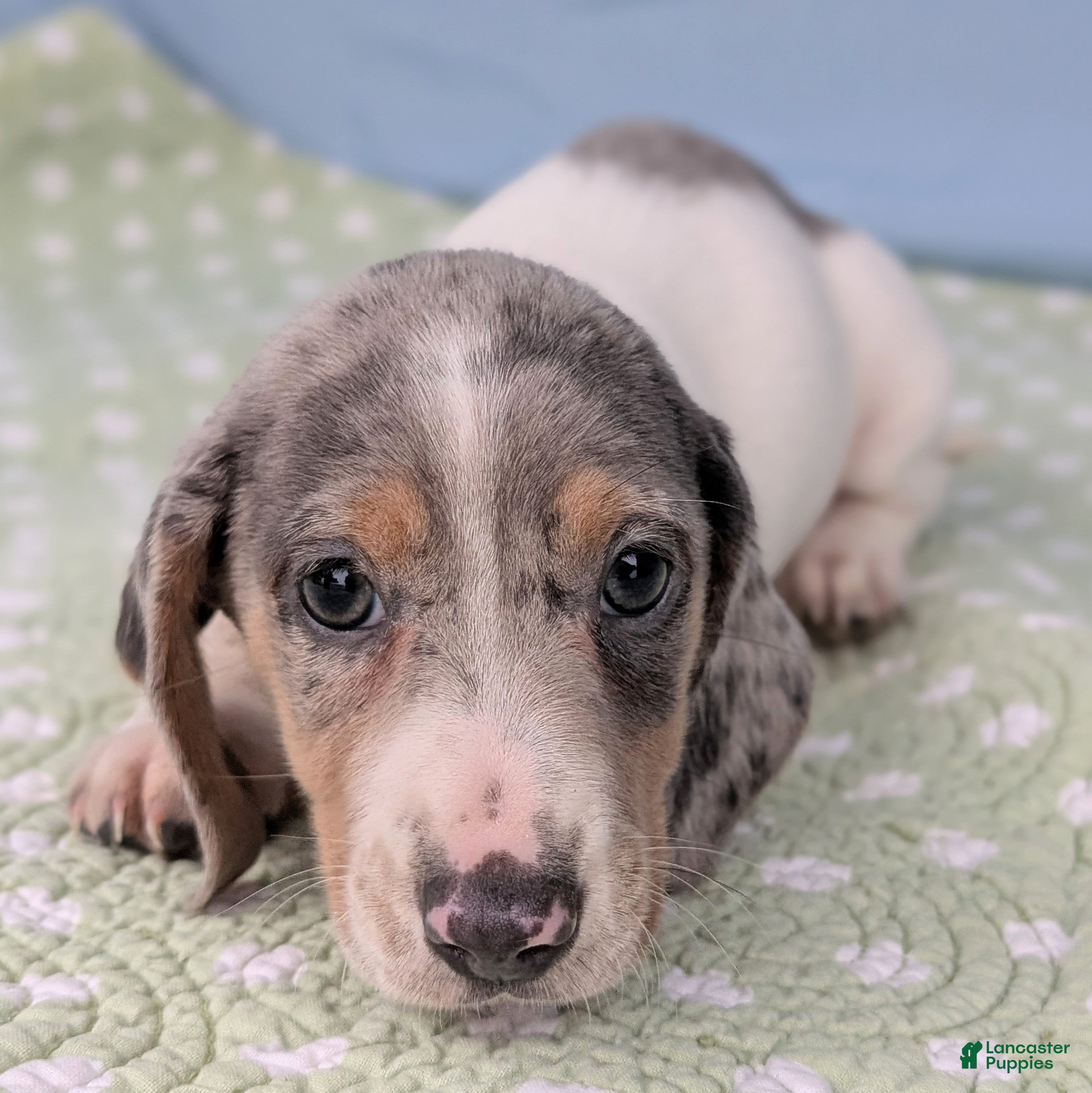 Miniature Dachshund dogs Sweet Potato - Ad 21