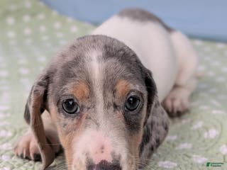 Miniature Dachshund dogs Sweet Potato - Ad 8