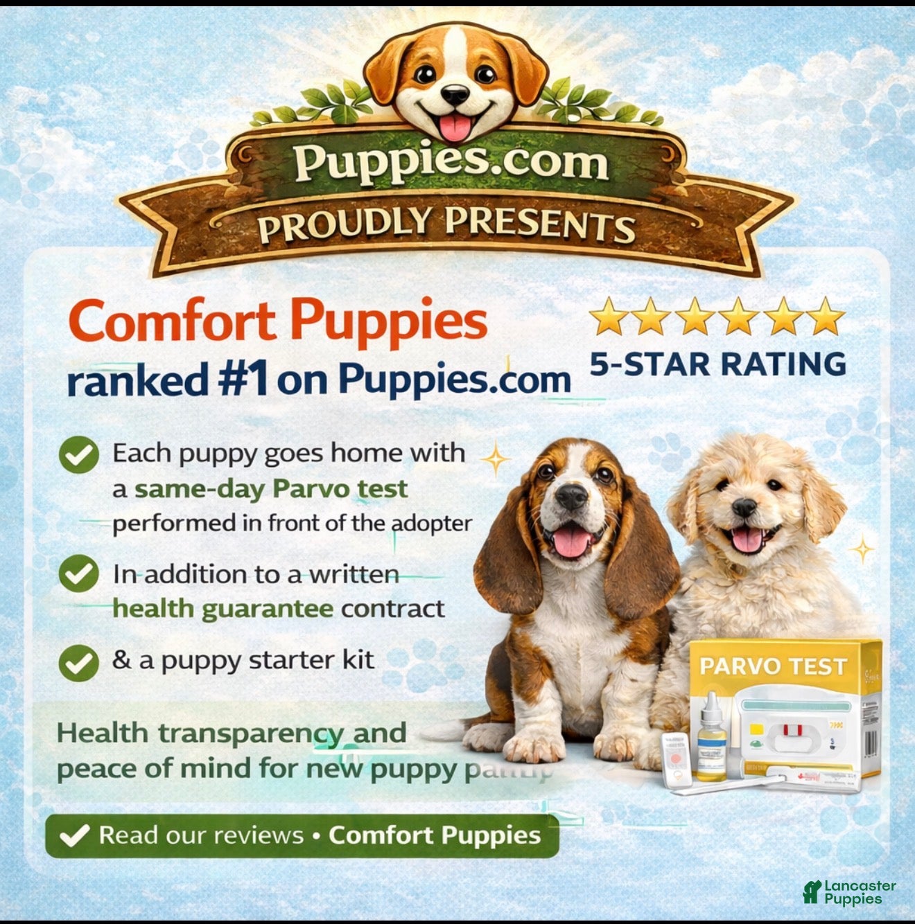 Mixed Breed dogs Designer puppy  - Ad 2