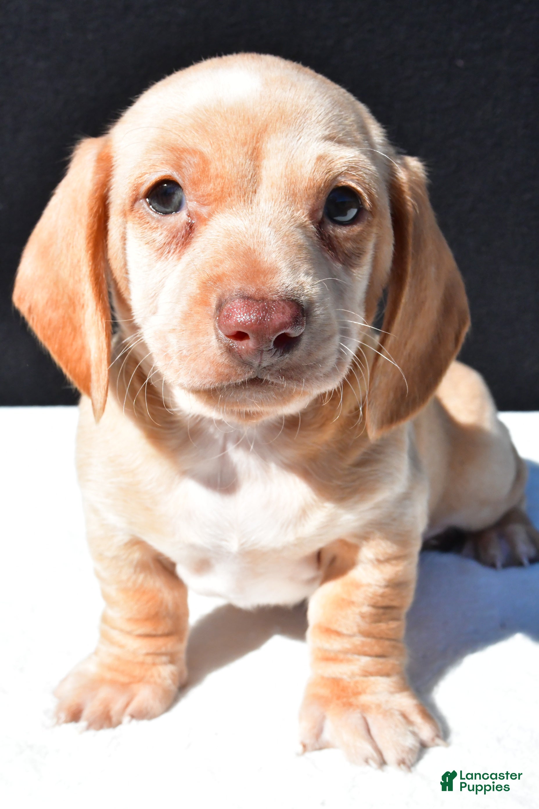 Dachshund dogs Bo - Ad 1