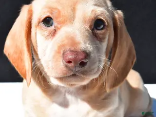 Dachshund dogs for sale: Bo - Ad 2