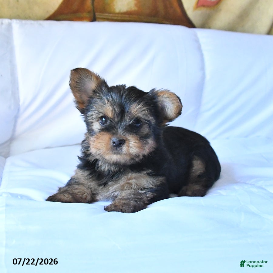 Yorkshire Terrier dogs Ribbon - Ad 2