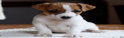 Jack Russell Terrier dogs for sale: Zion  - Ad 2