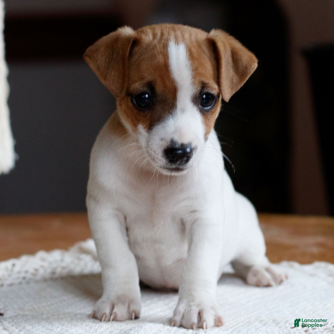Jack Russell Terrier dogs for sale: Zion  - Ad 2