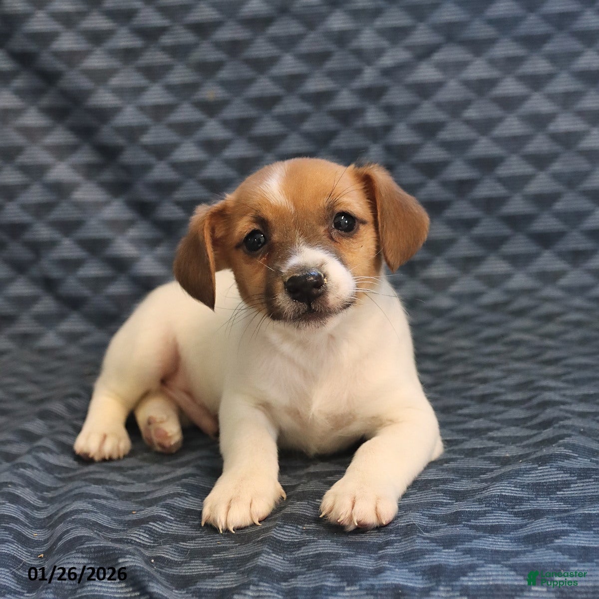 Jack Russell Terrier dogs Kevin - Ad 1