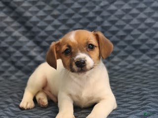 Jack Russell Terrier dogs Kevin - Ad 1
