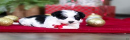 Havanese dogs for sale: Milo - Ad 3