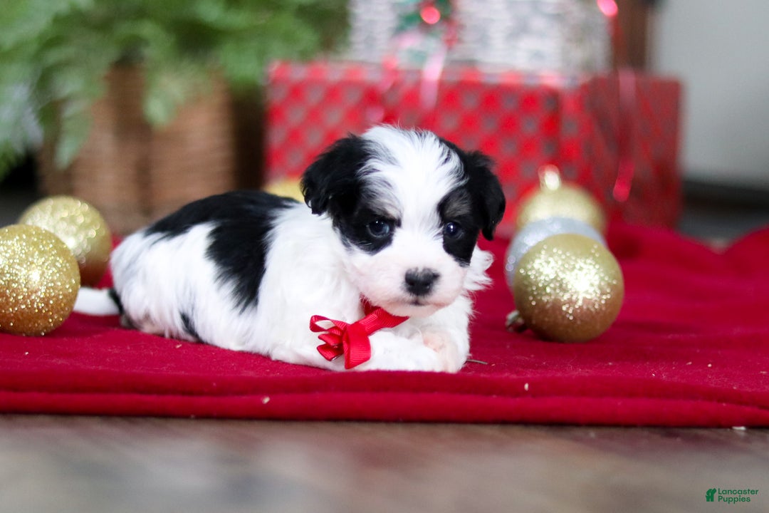 Havanese dogs for sale: Milo - Ad 3