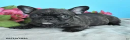 French Bulldog dogs for sale: Rosco  - Ad 3