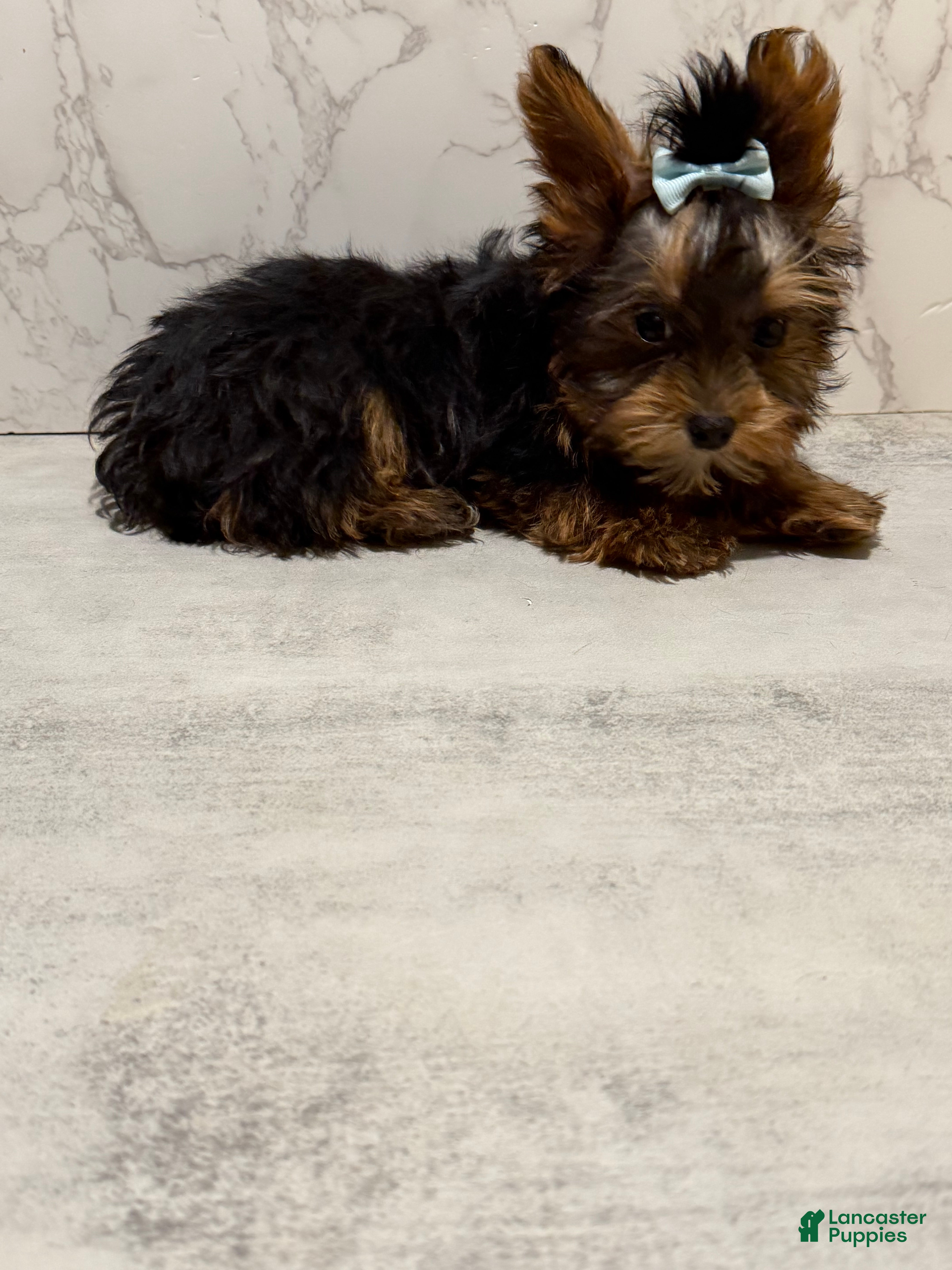 Yorkshire Terrier dogs Jack SALE - Ad 2