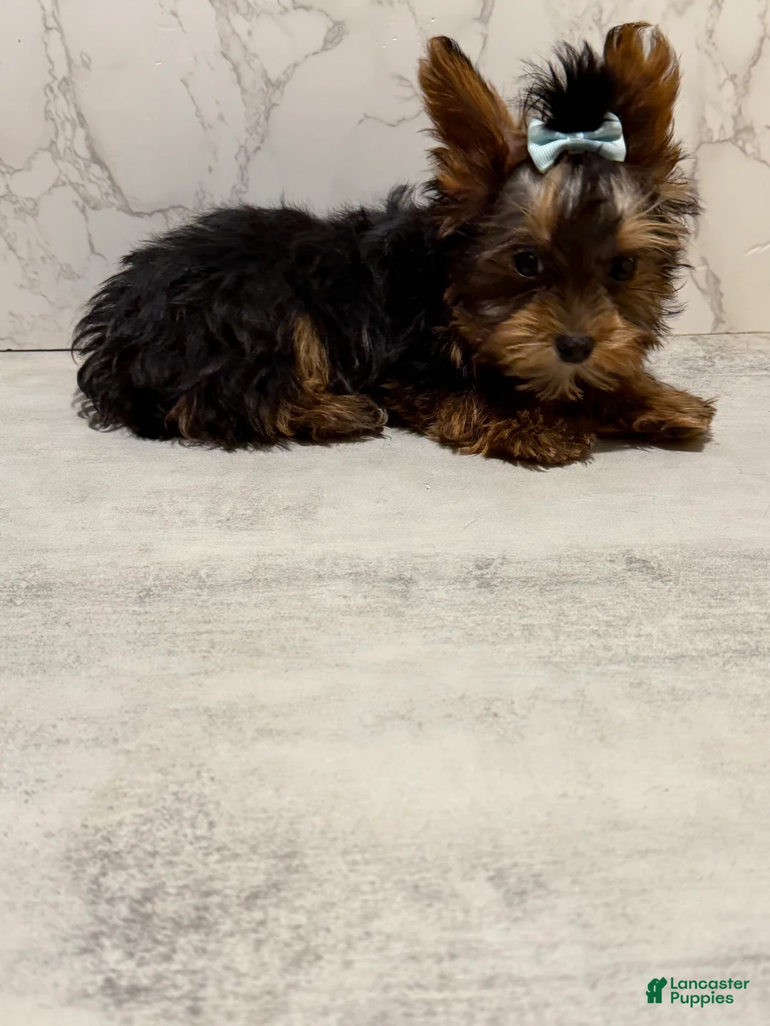 Yorkshire Terrier dogs for sale: Jack SALE - Ad 2