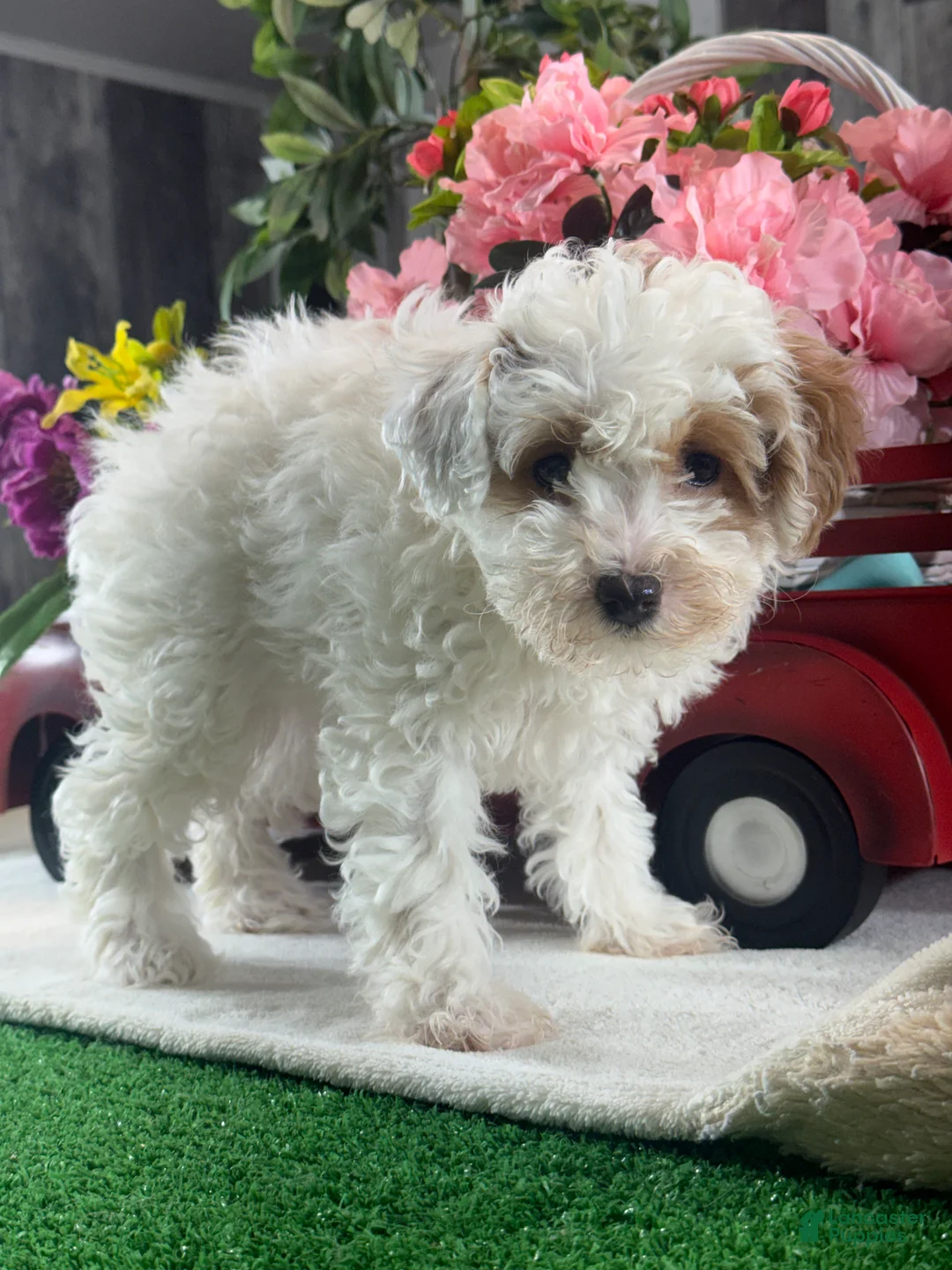 Toy Poodle dogs for sale: Naomi - Ad 5