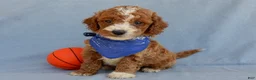 Mini Goldendoodle dogs for sale: Milo - Ad 5