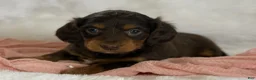 Miniature Dachshund dogs for sale: Gracie  - Ad 9