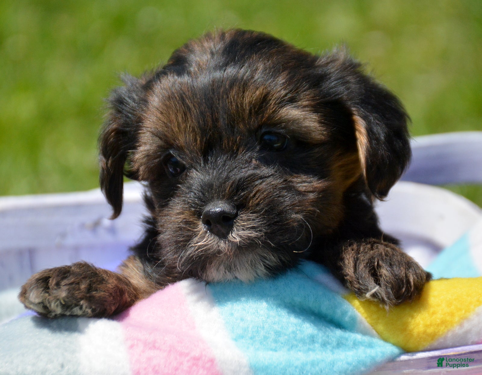 Yorkiepoo dogs Yorkiepoo Percy - Ad 36