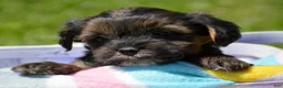 Yorkiepoo dogs for sale: Yorkiepoo Percy - Ad 3