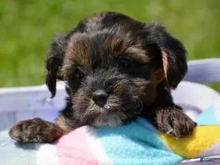 Yorkiepoo dogs Yorkiepoo Percy - Ad 36