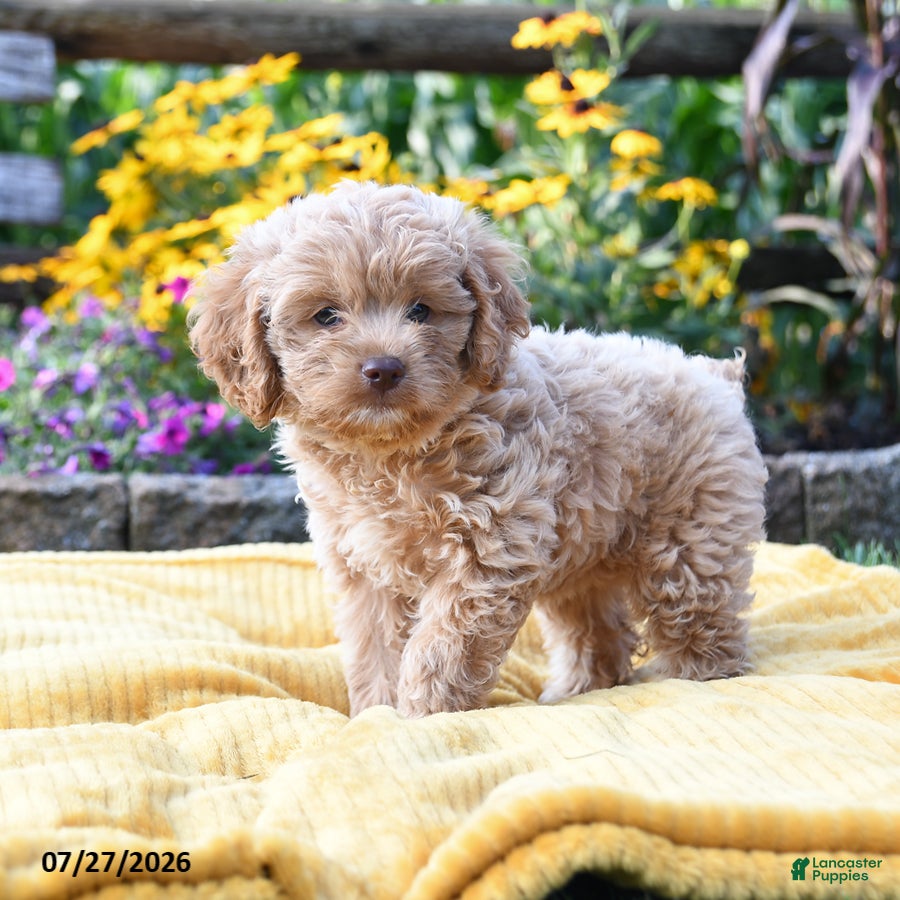 Cockapoo dogs Lilah - Ad 1