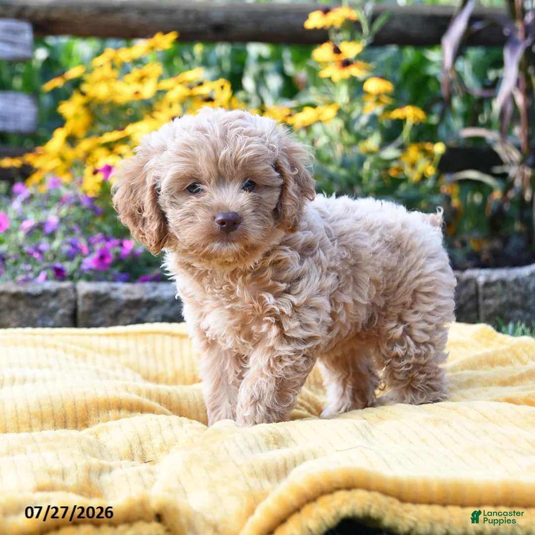 Cockapoo dogs for sale: Lilah - Ad 1