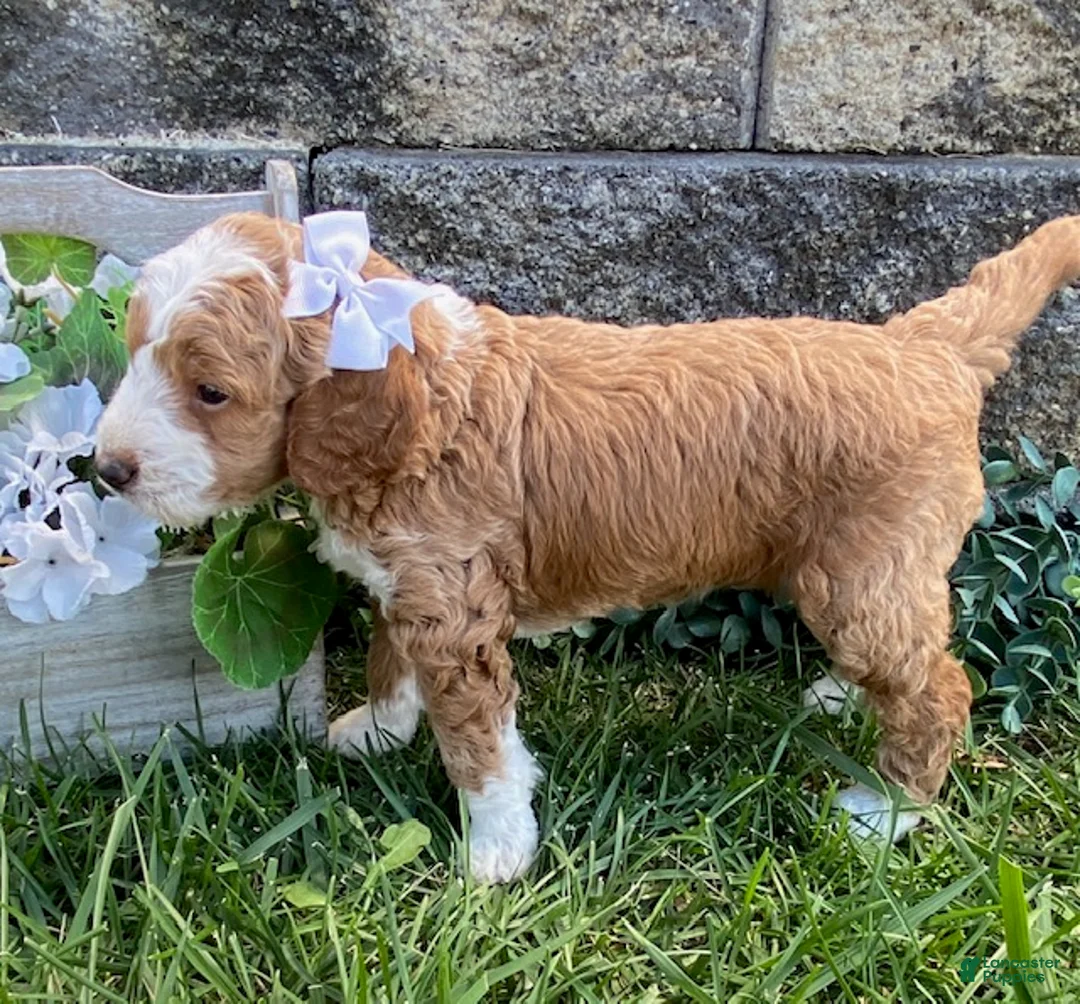 Mini Goldendoodle dogs for sale: Spice - Ad 1