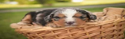 Mini Bernedoodle dogs for sale: Misha Mini Bernedoodle  - Ad 3