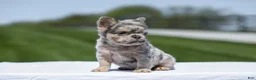 French Bulldog dogs for sale: Jewel - Ad 8