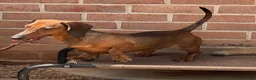 Dachshund dogs for sale: Greta - Ad 3