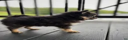 Pomeranian dogs for sale: Peanut Butter  - Ad 9